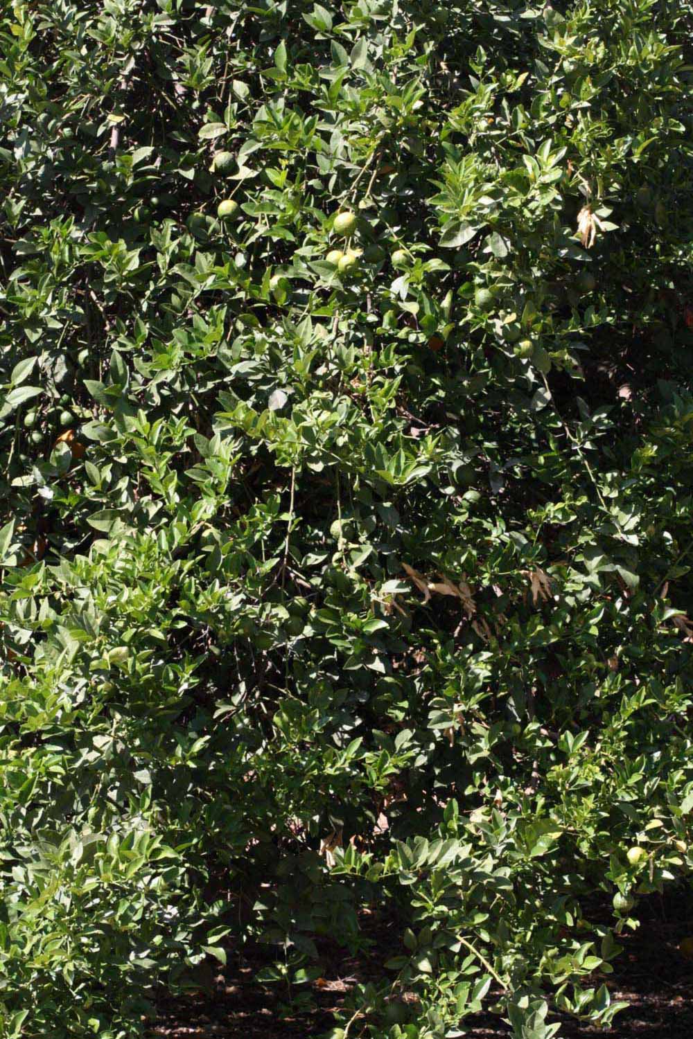            Habit (Riverside, CA)   